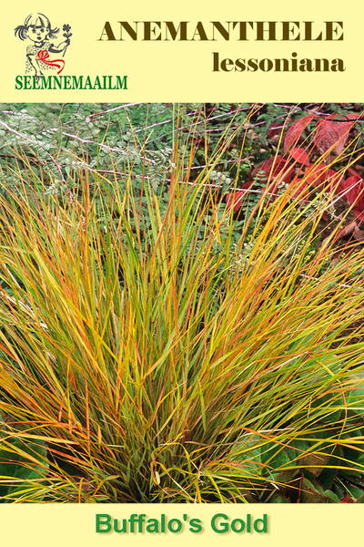 New Zealand wind grass "Buffalo's Gold" (Pheasants tail grass, Gossamer grass, Sirocco) 